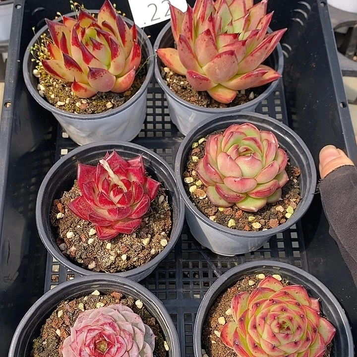 22 多肉植物盆栽花卉植物