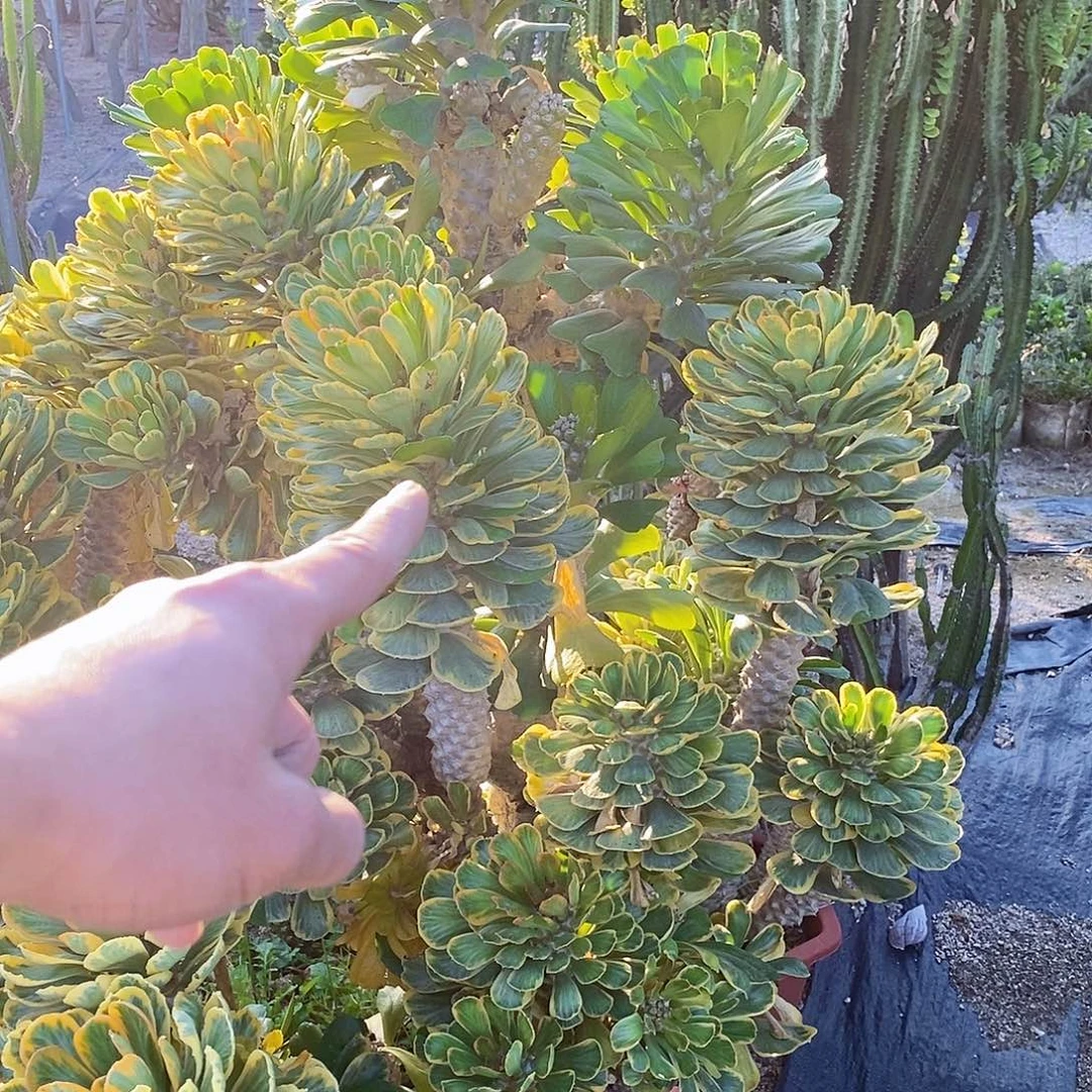 坚***尼4号拍品。