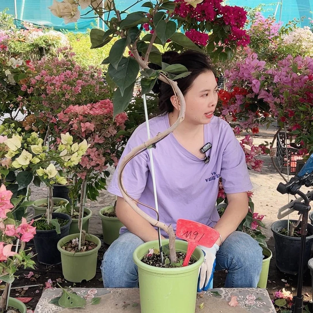 6***6大部分花苞少量开放M91三色卡亚塔