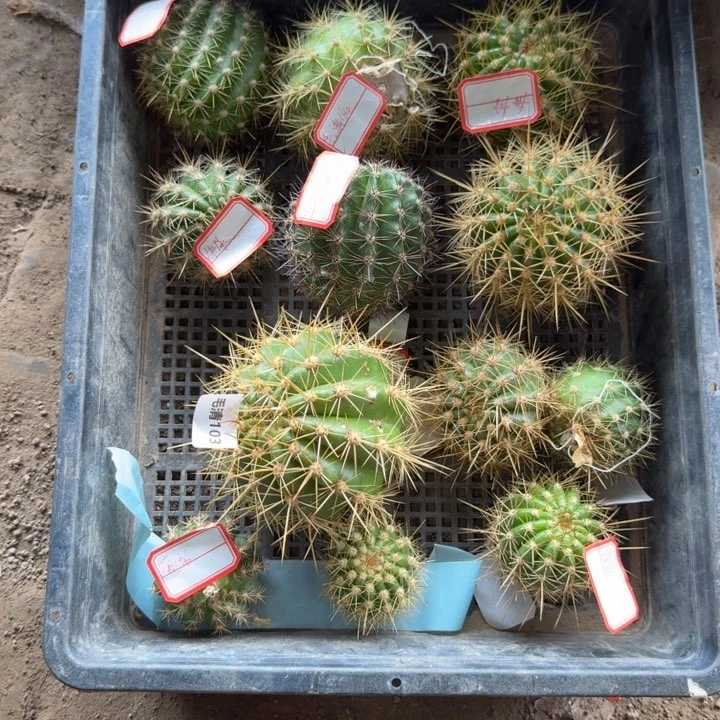 224无根2个侧牙3公分左右斑