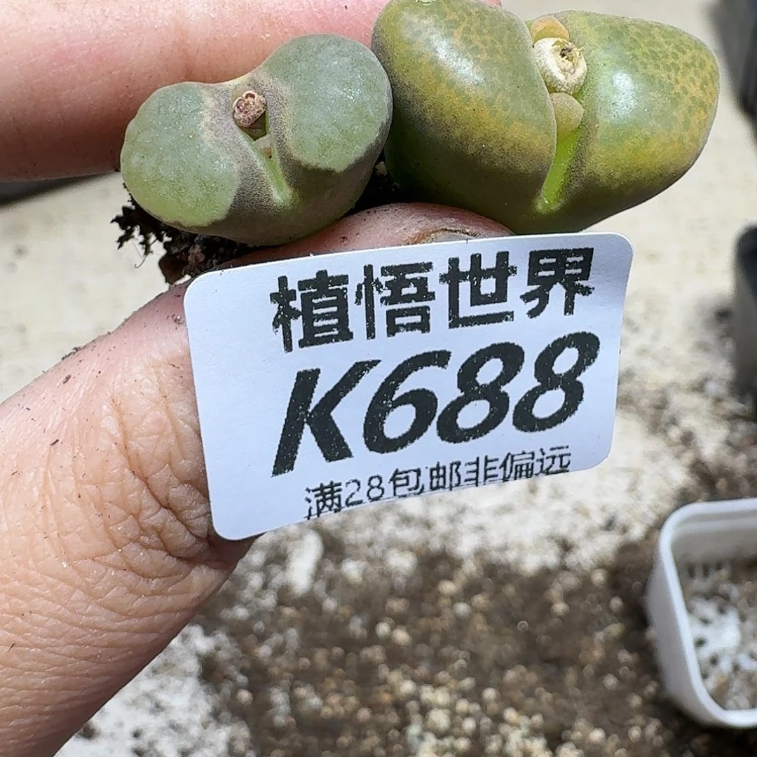 多肉植物的润泽fg