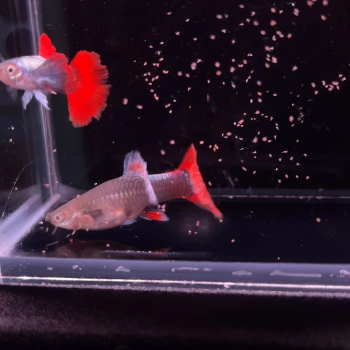 孔雀鱼刘金花蝴蝶1对