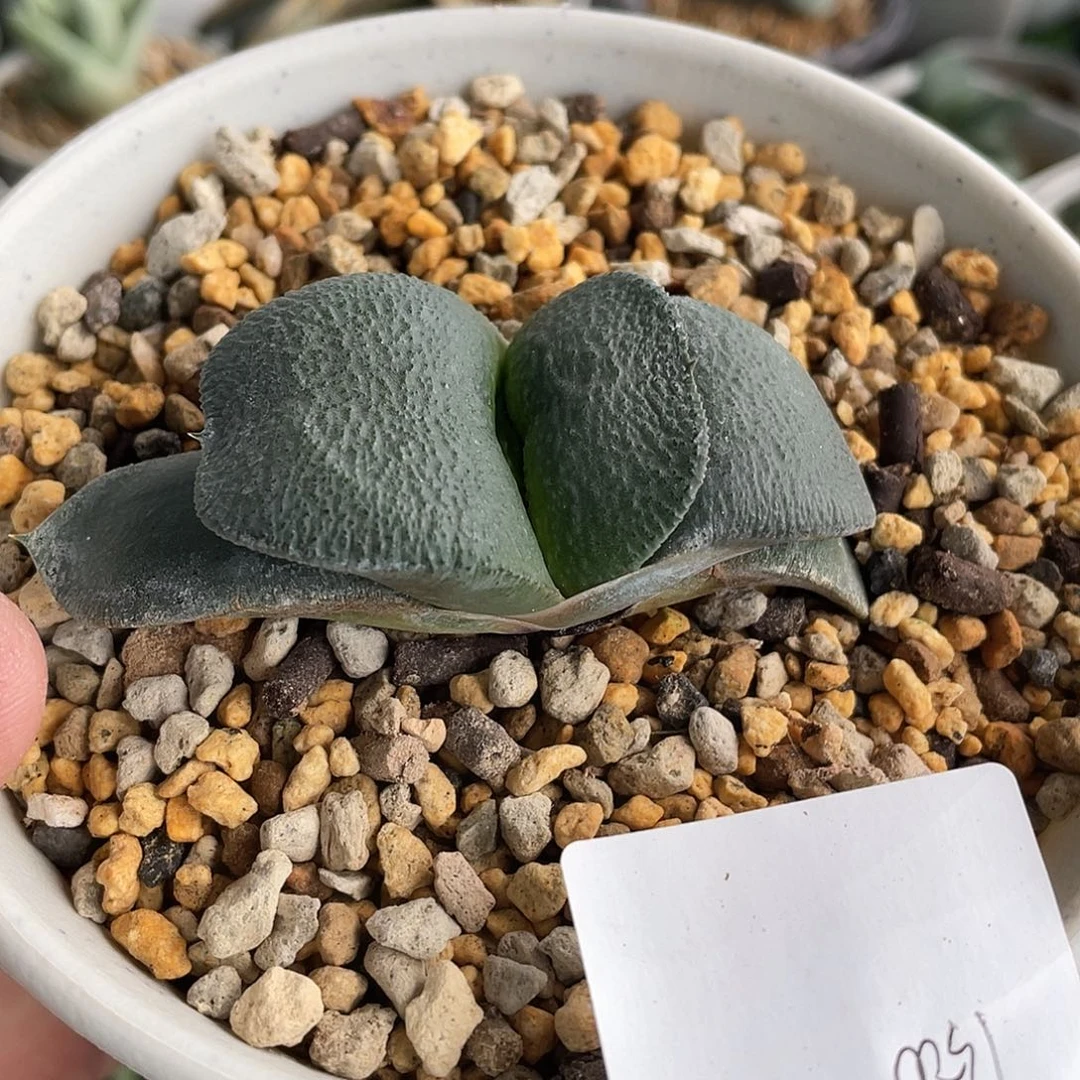 1500卧牛弱锦侧芽