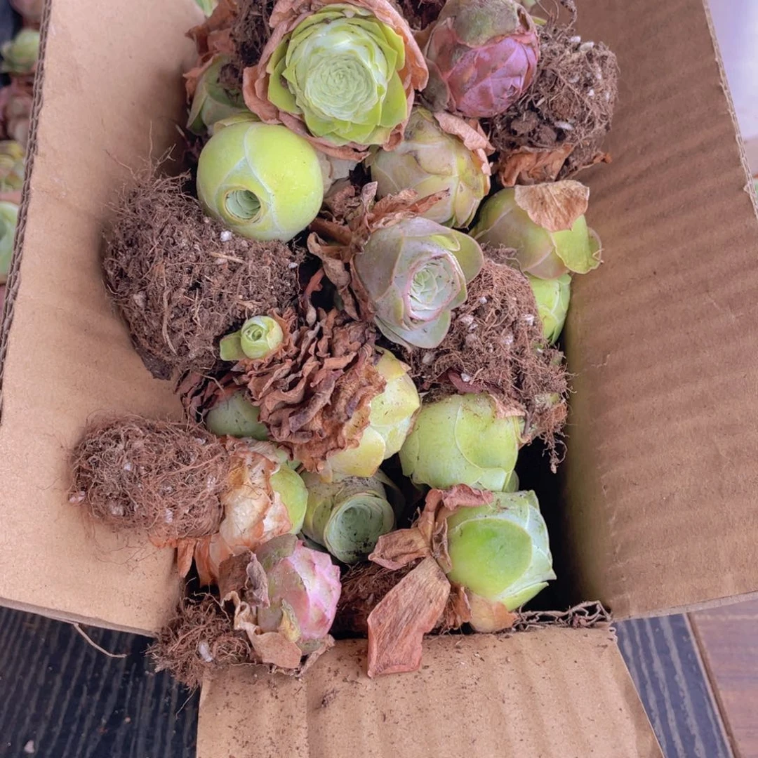 保底三十二颗量拍88088