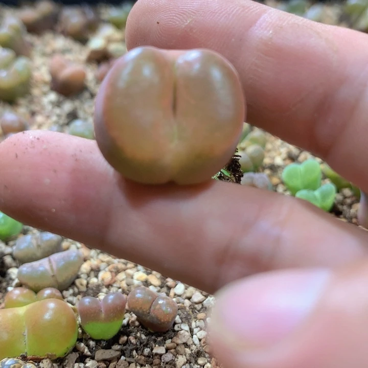 48656656668658555558