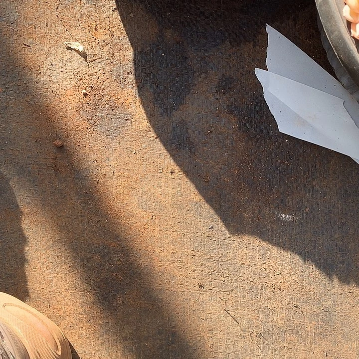 小***学852.853.854奶酪一物一拍多肉