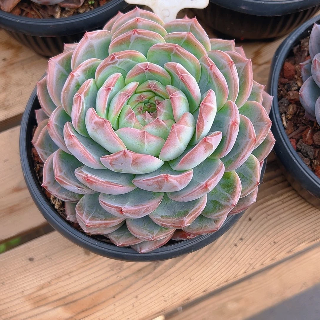 歪***德红鸾2067号一物一拍