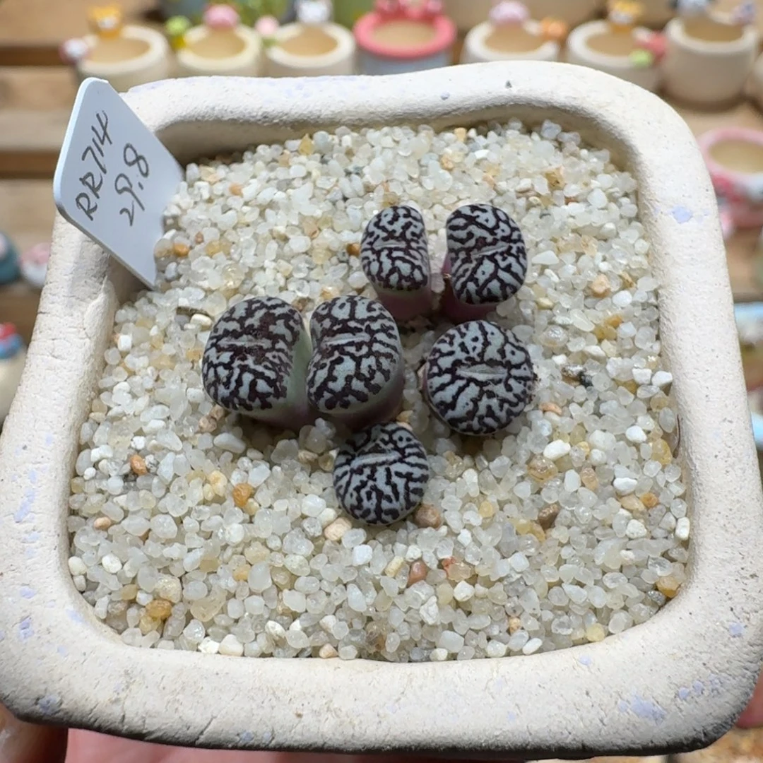 蘑菇1231墨墨墨墨墨墨