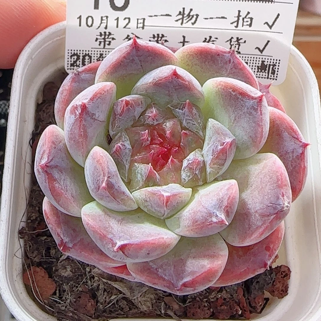 多肉1012--16秘境冰魄