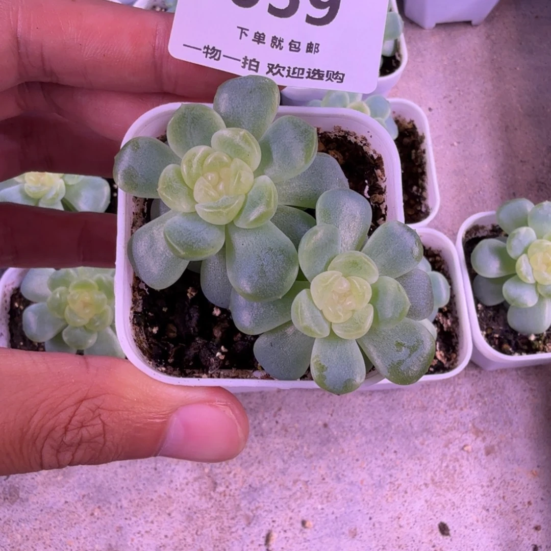 无尽灯双头一物一拍059