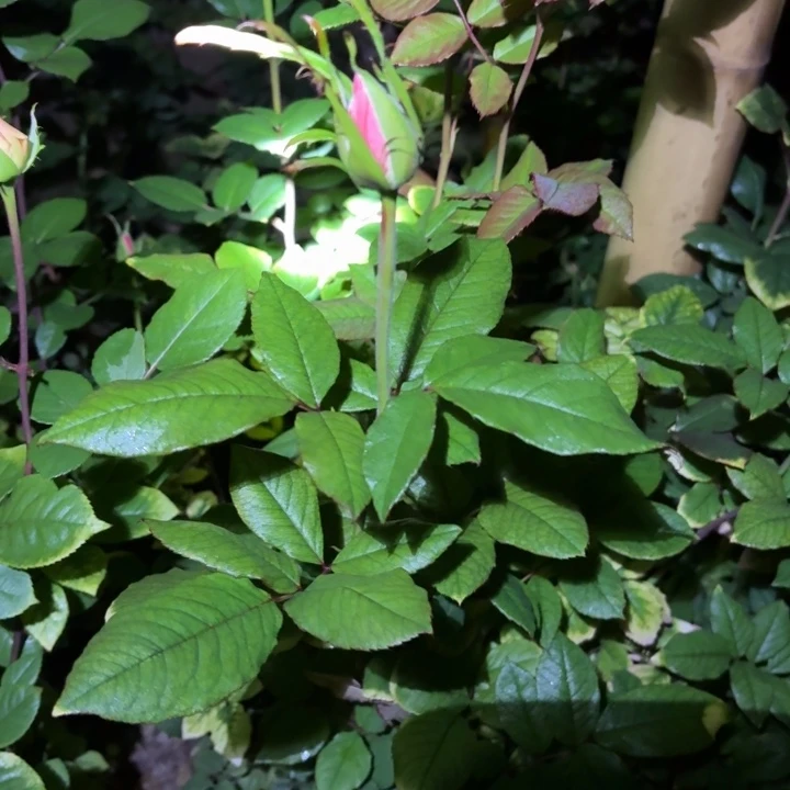 无花朵美丽漩涡裸根