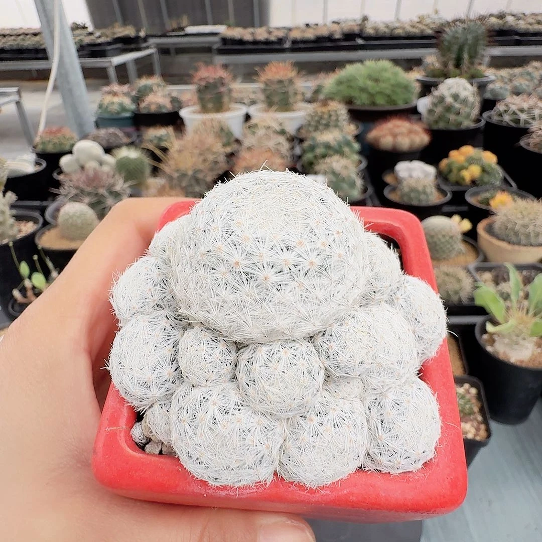 实生立刺春星脱土发货