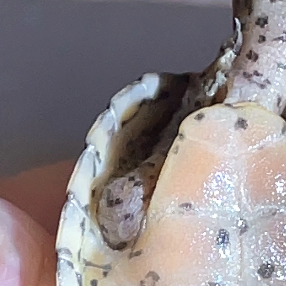 宠物龟不分公母H5全品粗满纹超刀