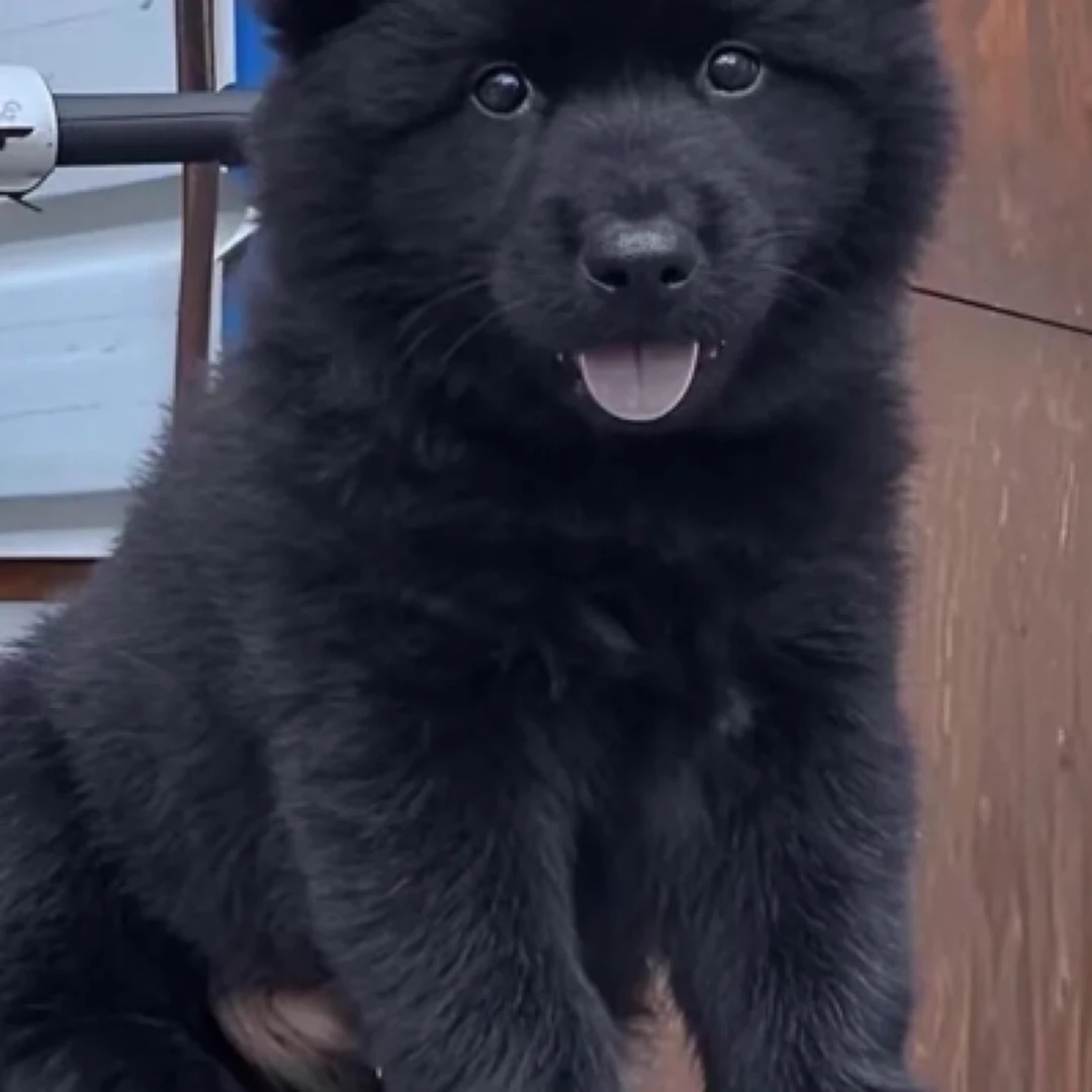 五黑犬 乌黑红黑 红犬