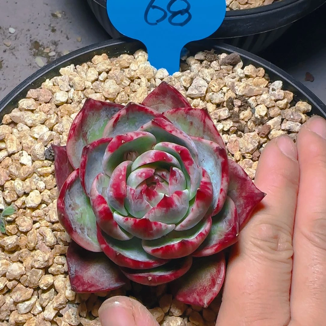 尘惊鸿仙子一物一拍68号