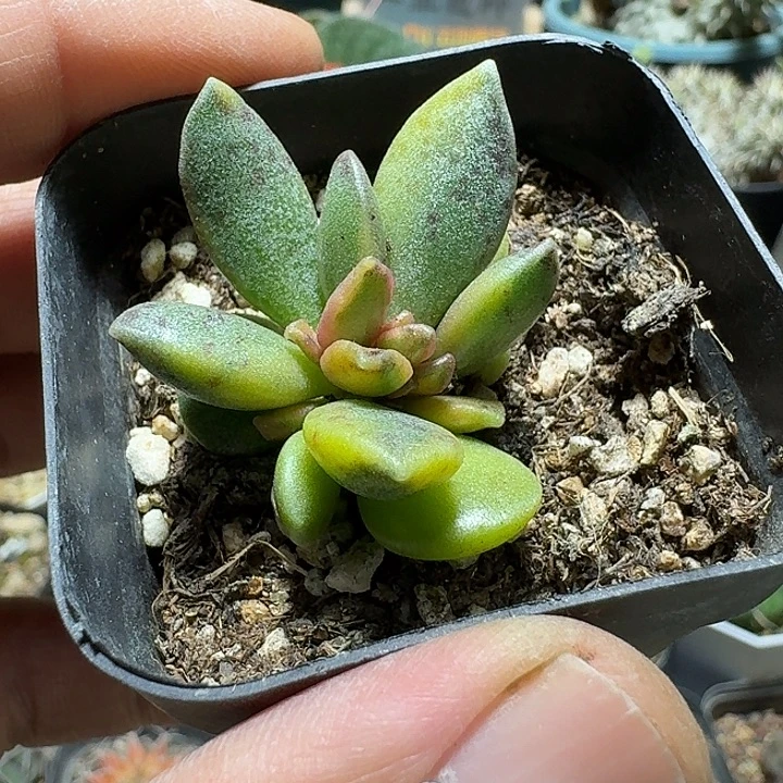 221松虫水泡锦带盆发货