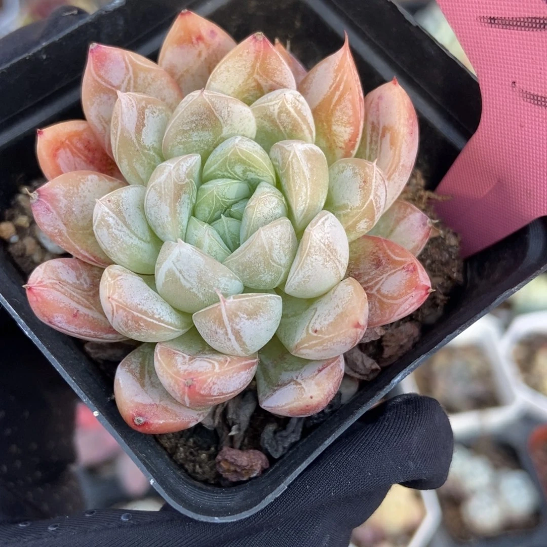 350爱沙公主多肉