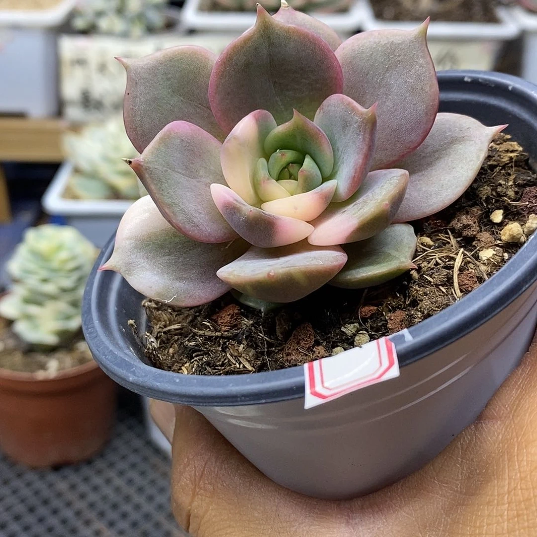 3036 贝加尔湖花脸锦 5 天后发货