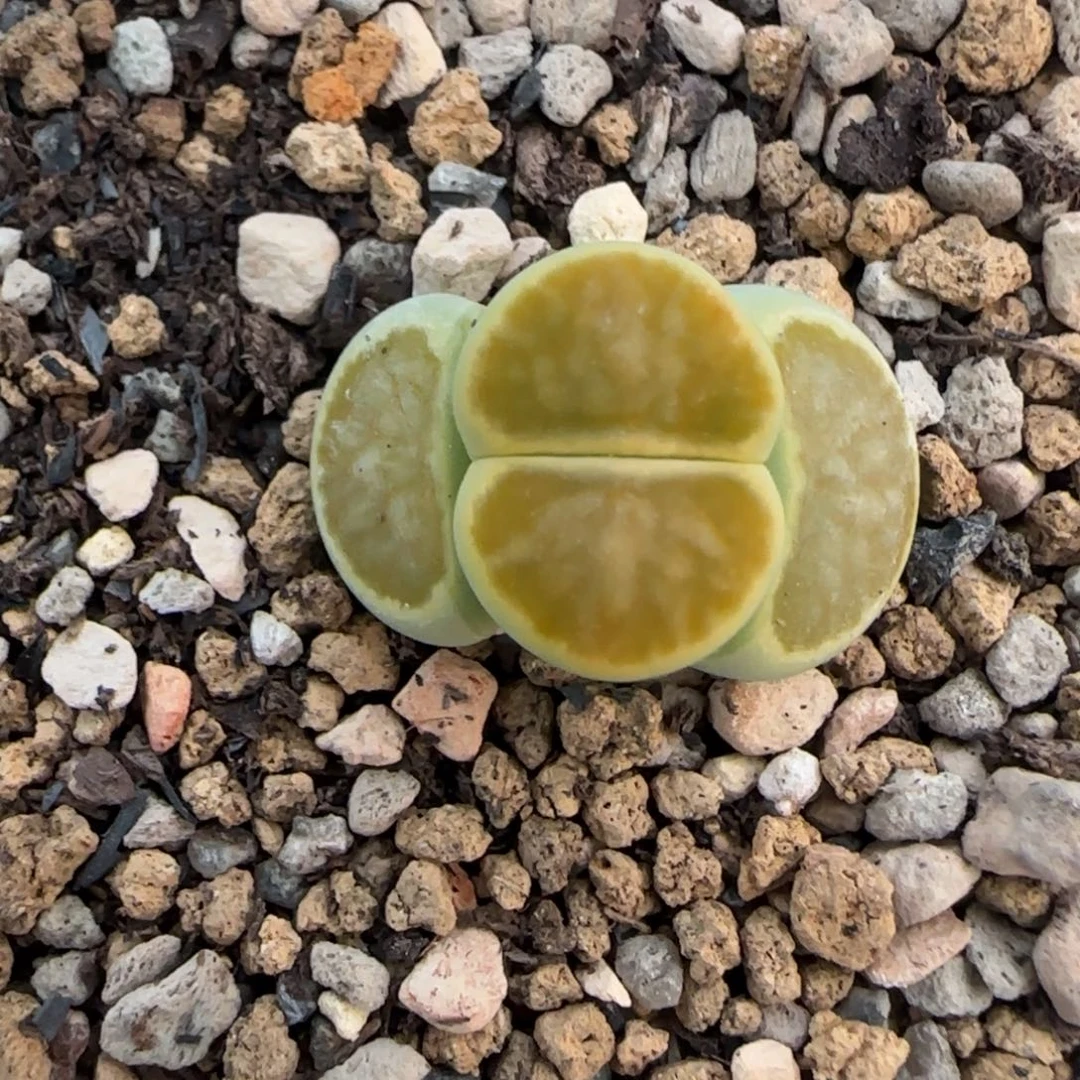 40绿菊大棚直播30包邮