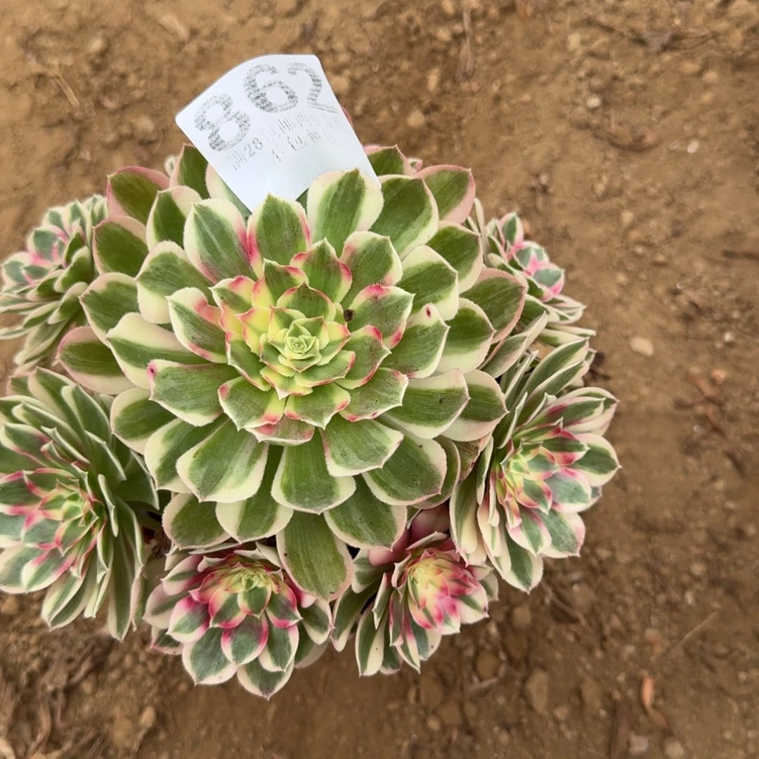 影***子862号孔雀翎清棚不包损