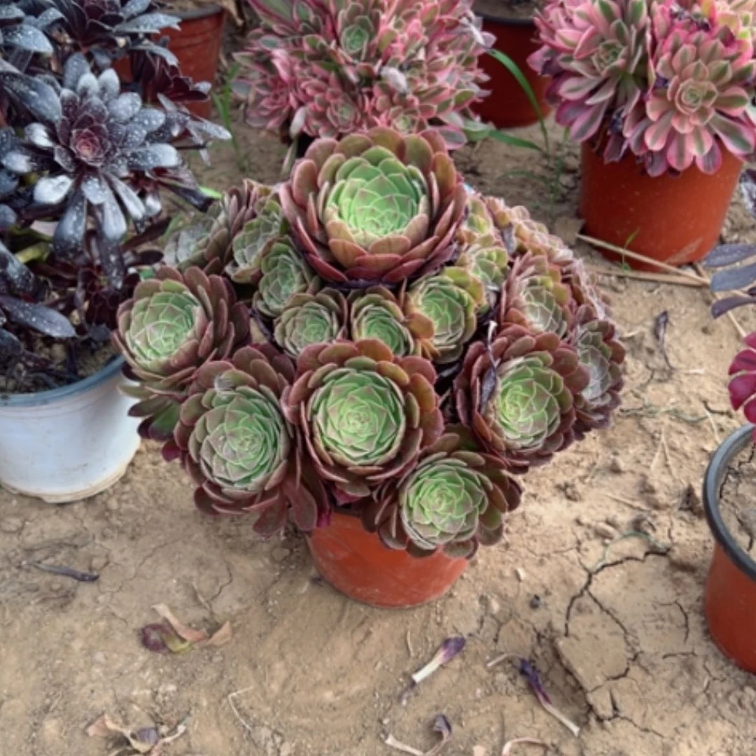 【闪购商品】A****店多肉植物万圣节两个29