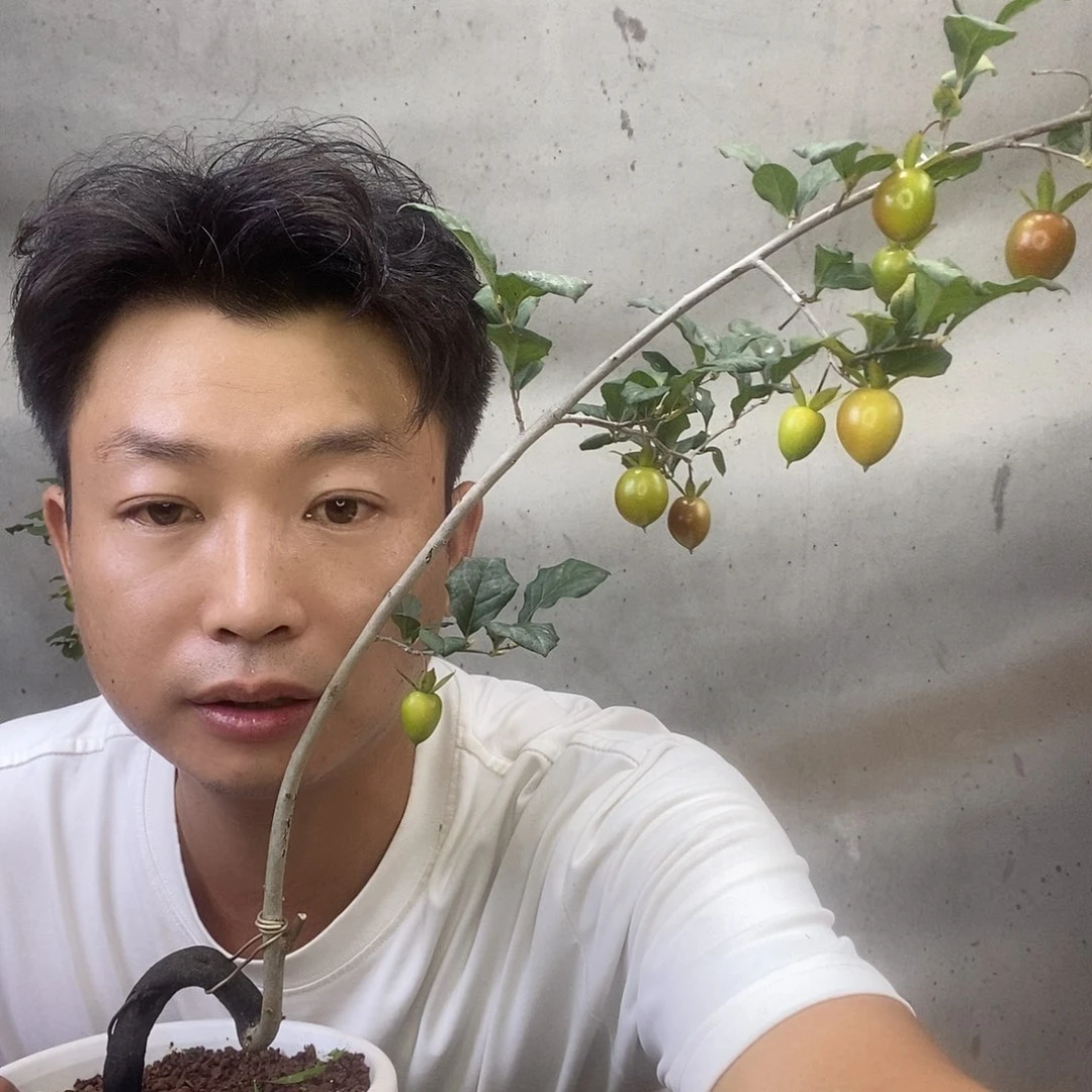 无花朵老鸦柿盲盒