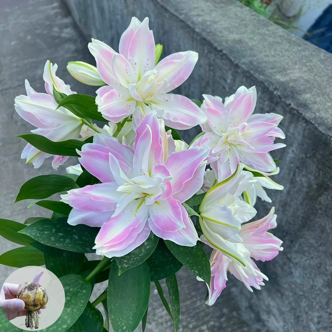 【莲花雅致】进口百合不对包赔四季花卉香水百合四季盆栽易活花种球