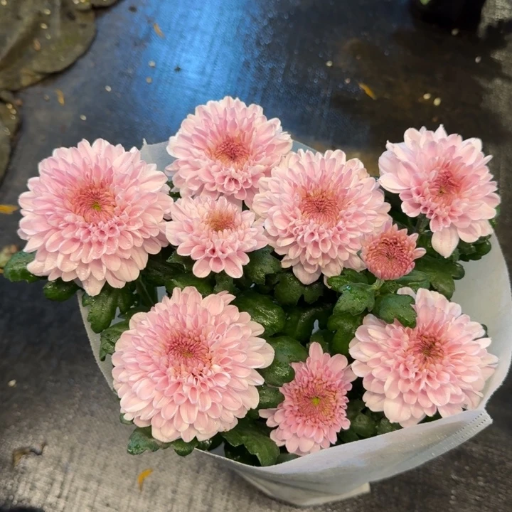 新品大花粉檀心菊花盆栽