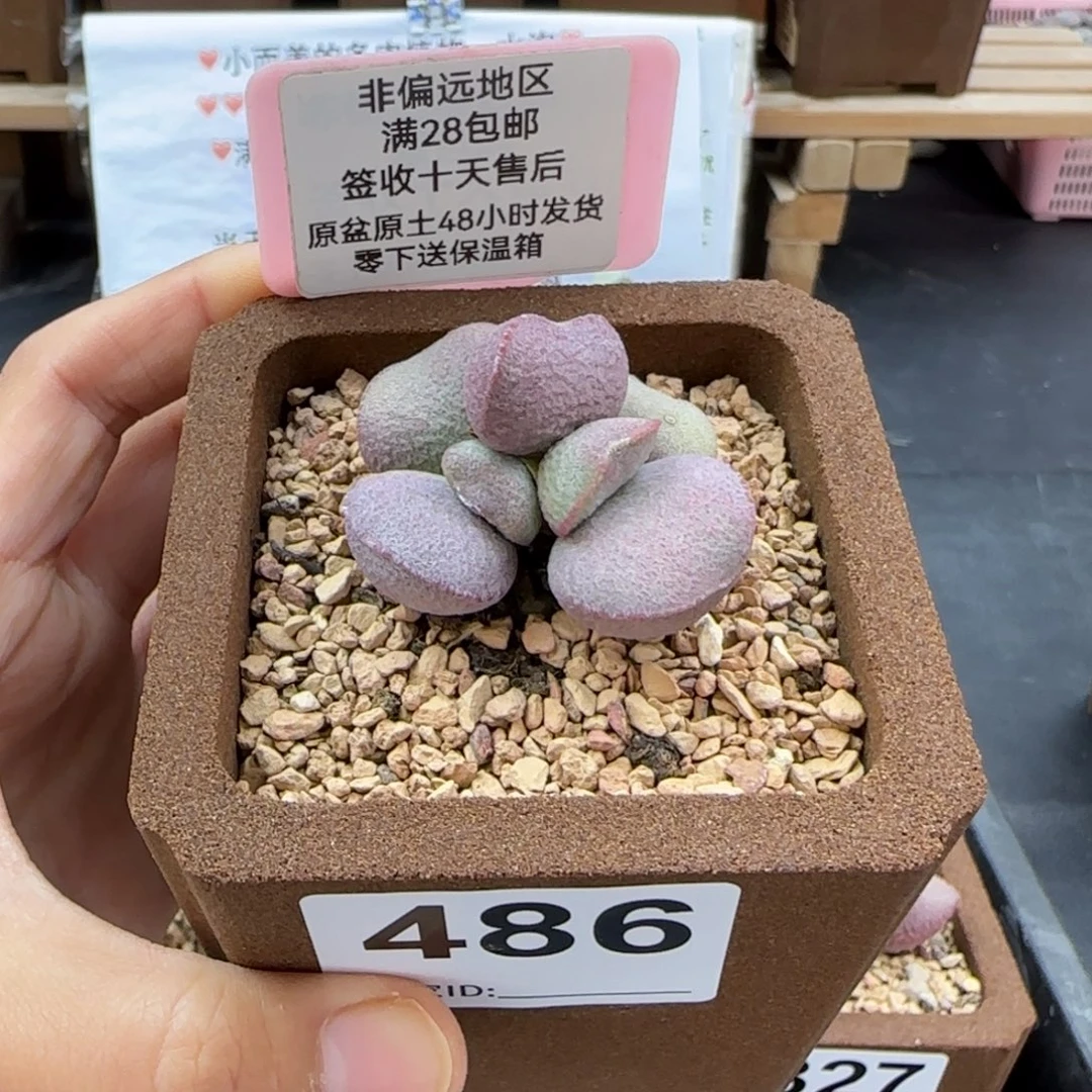 486实生多肉的植物