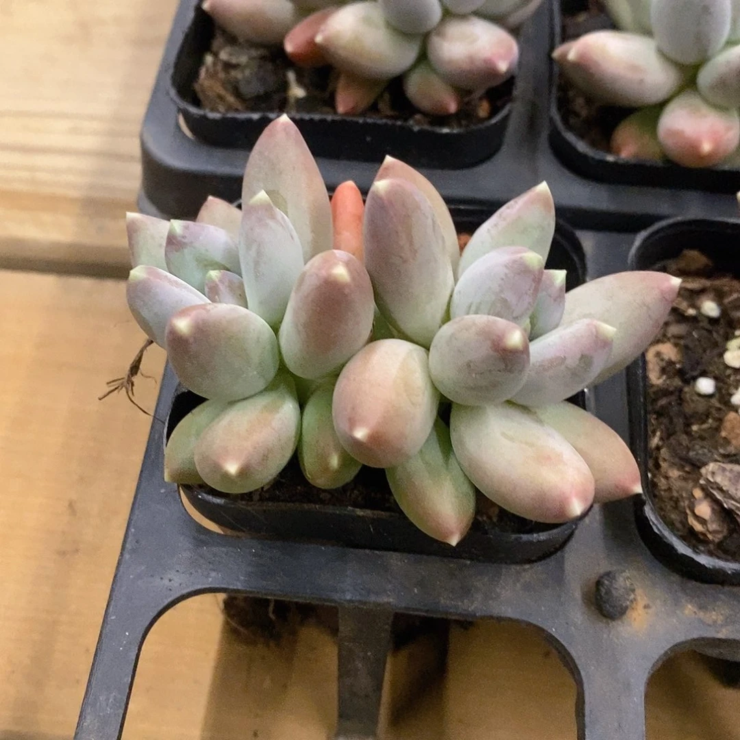 14。双头松果美人。福利多多