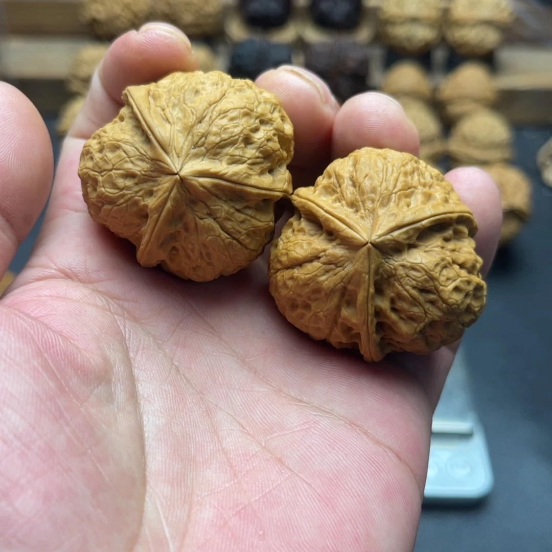老*人41尺寸粗筋三棱 一物一图