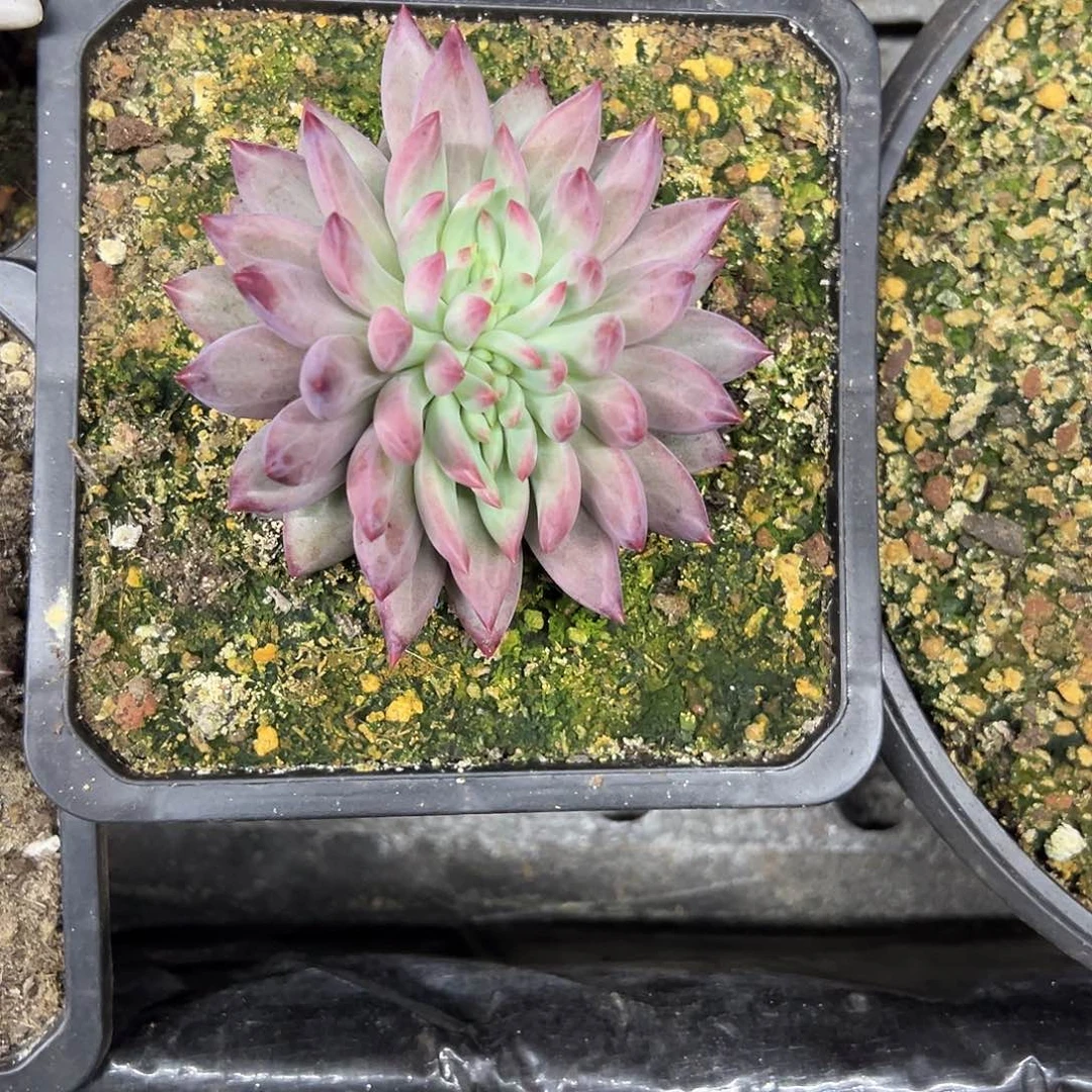 尕***智虞美人缀顺丰包邮