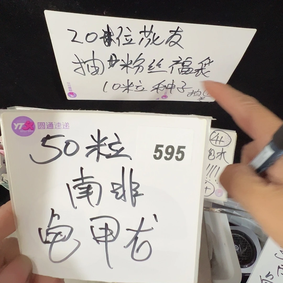 多肉植物专拍植物不退换 一物一拍 595