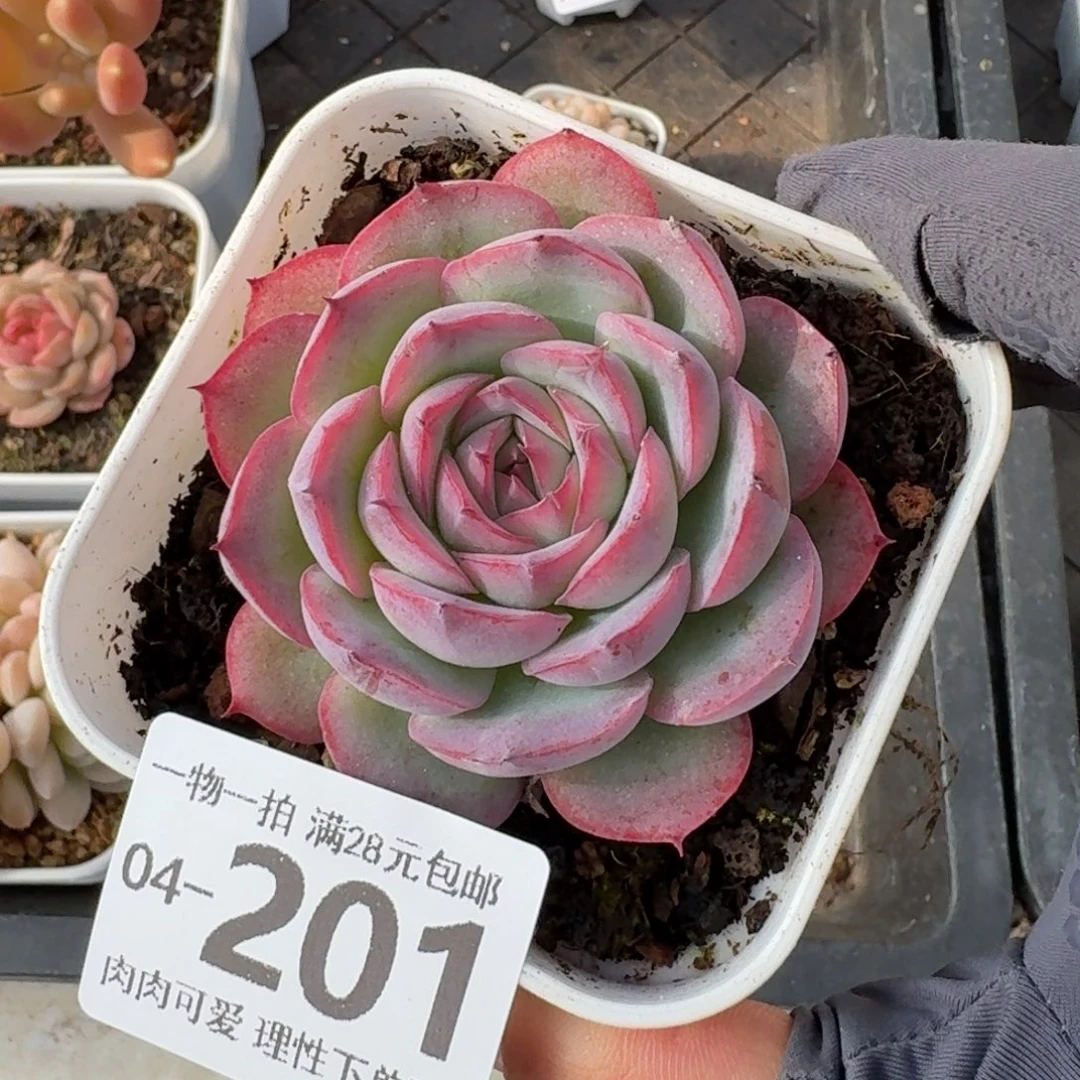 侧影无盆土发货无