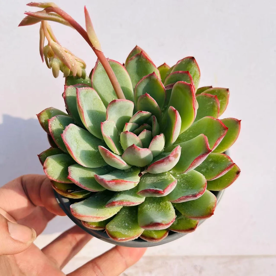 雨燕座 满20包邮不带盆土 以直播间为准轻微断叶长沙星昊多肉植物