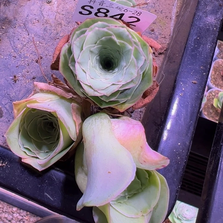 三碗842 蕾丝不知名福利