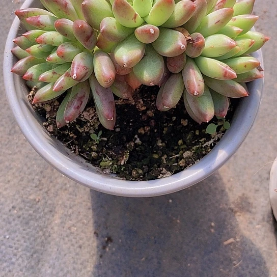 镇****店195多肉植物老桩