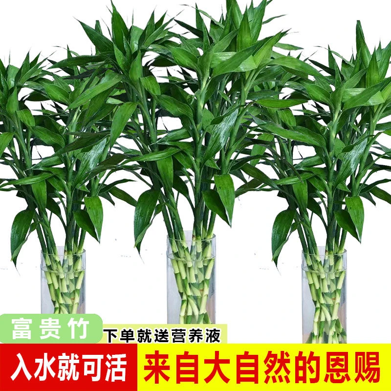 年轻人办公室水培植物富贵竹招财客厅大棵盆栽吸甲醛厂家直销特惠