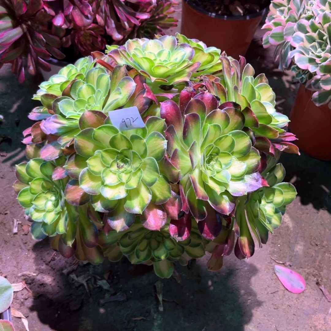 多肉植物韶华972