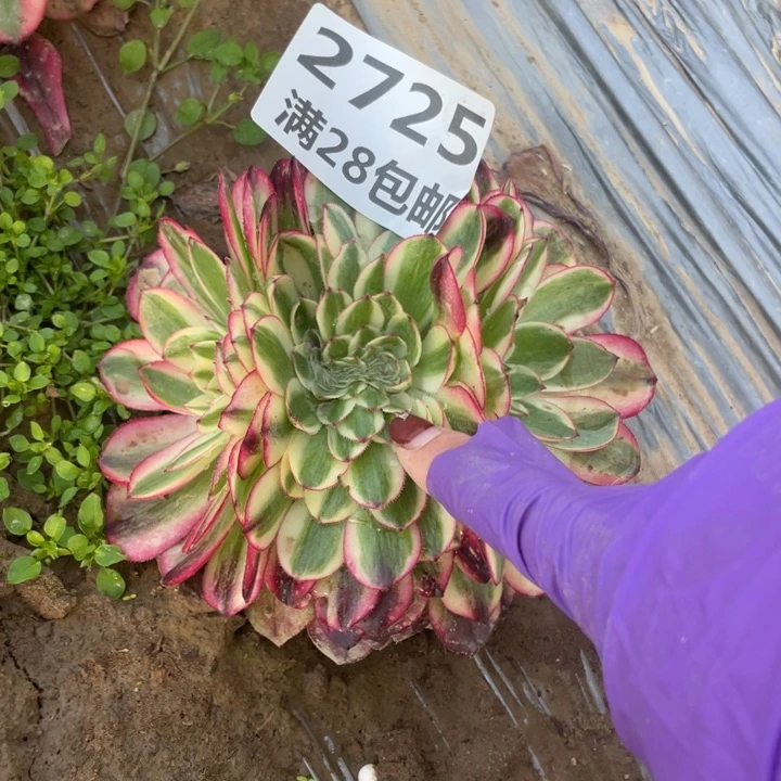 2725二号棚荔枝缀A