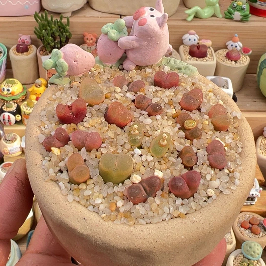 多肉植物18号毛汉尼彩拼带盆