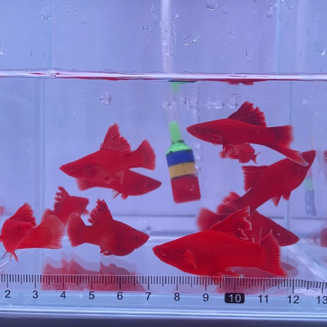 红剑鱼高鳍红剑亚成2刀2剑6母