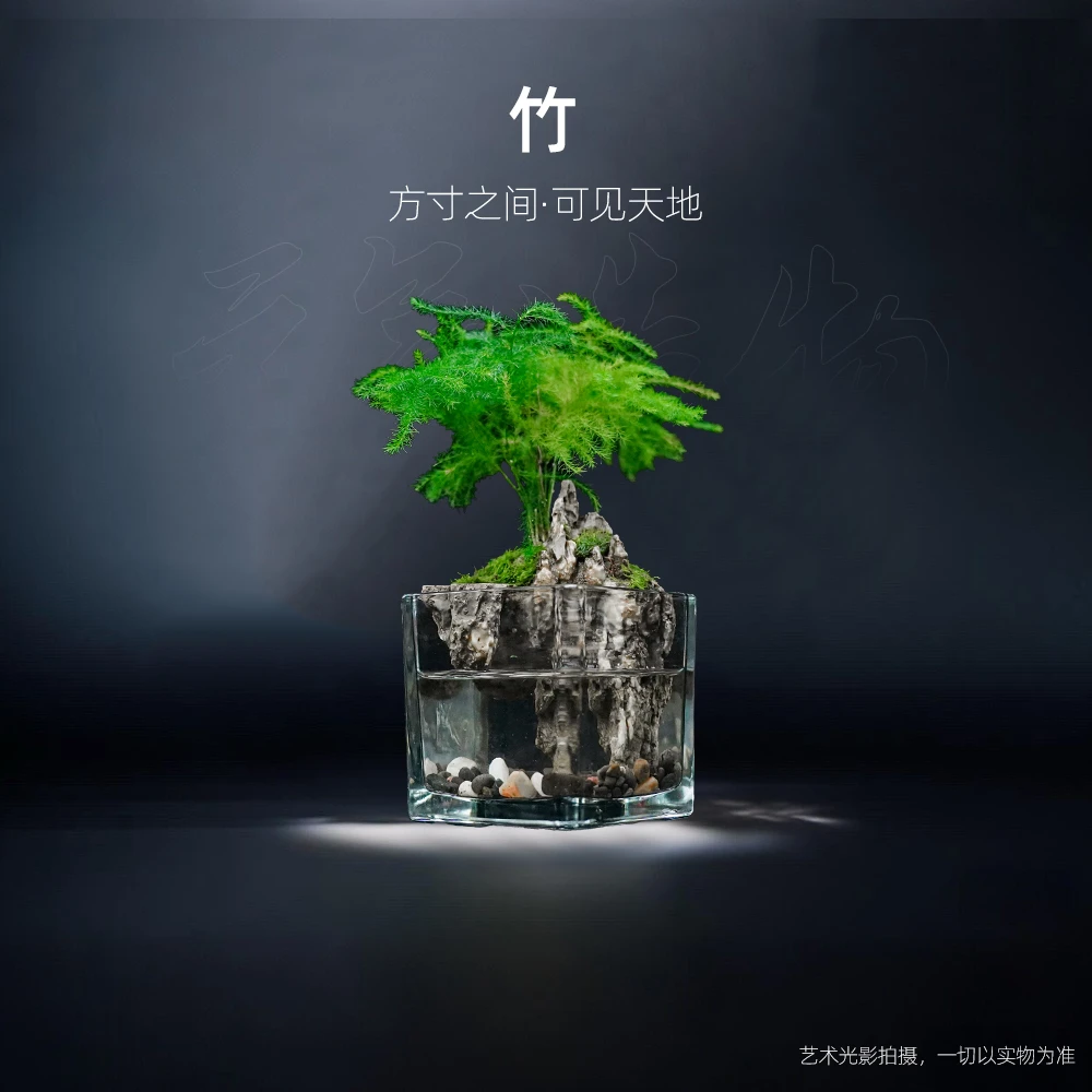 【新品】文竹—精选文竹中式山水景观成品整套成品真植物【尺寸：8*8】