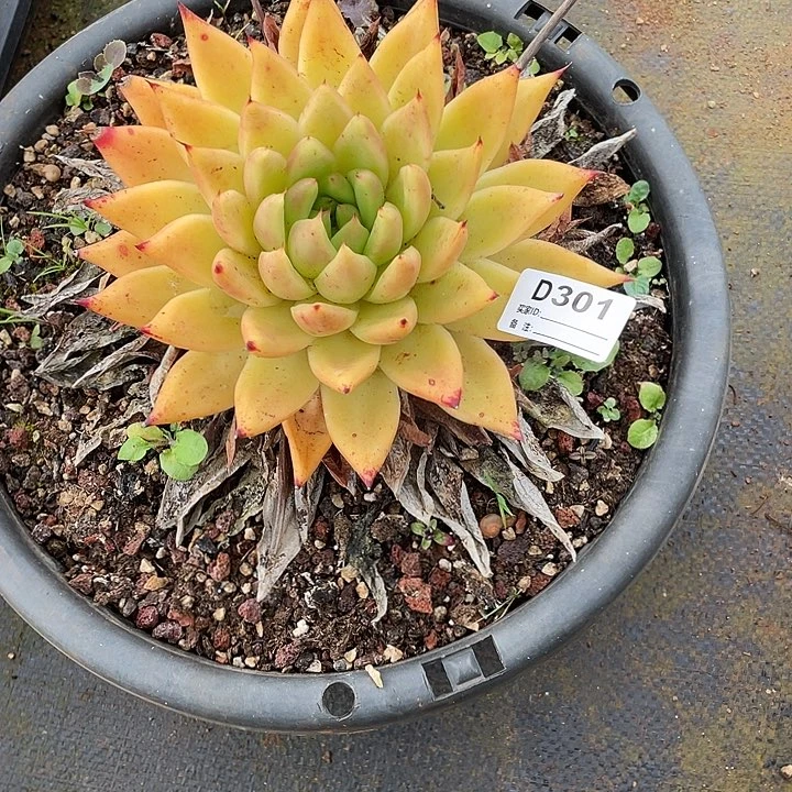 若如东云单拍D301