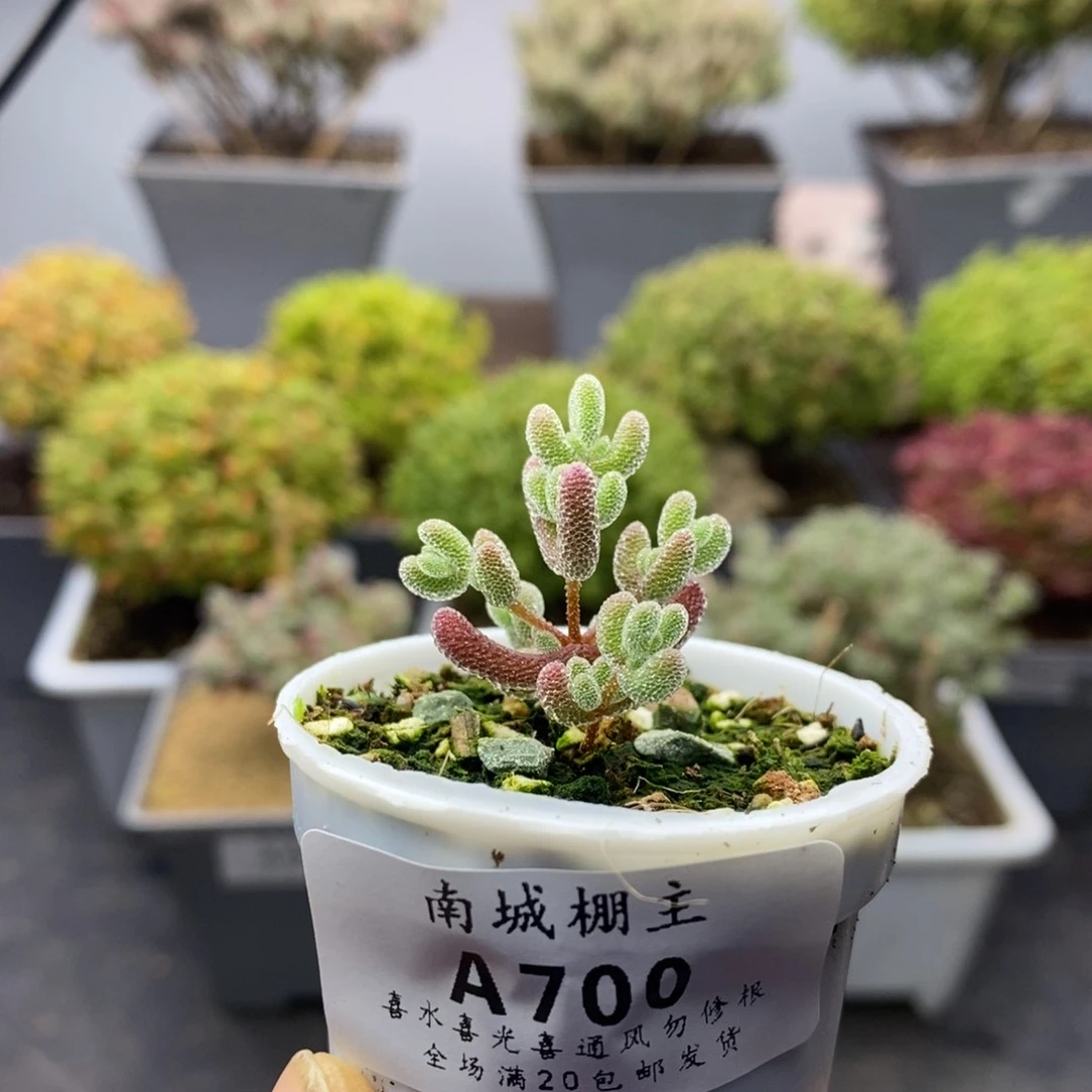 700实生优选冰晶枝干