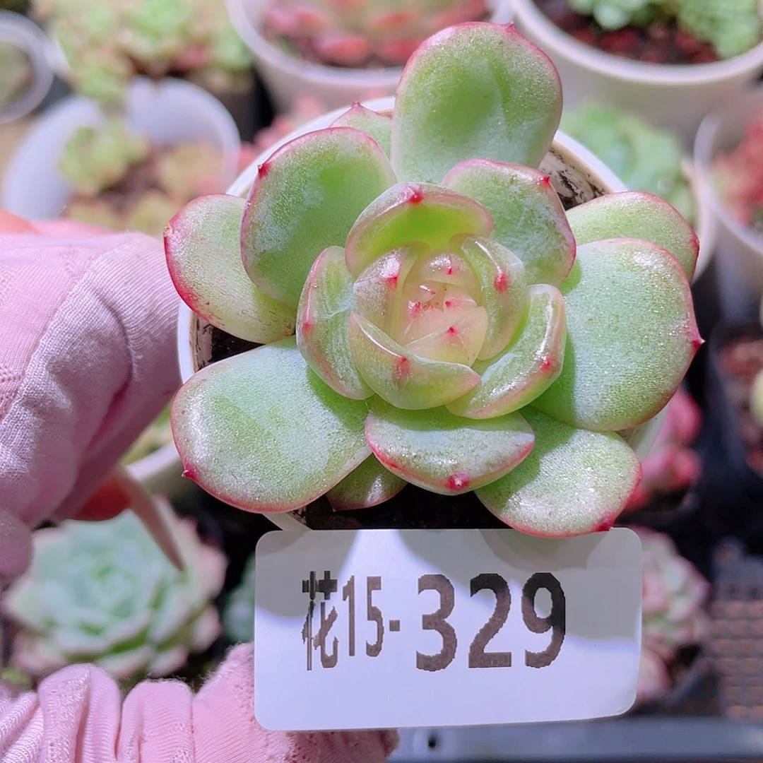 花利美15-329新品