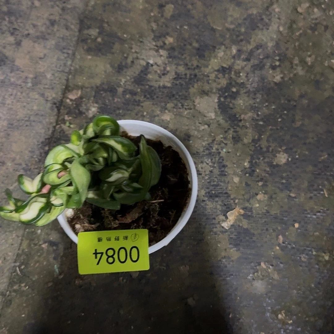 岩***草完全开放0084卷外