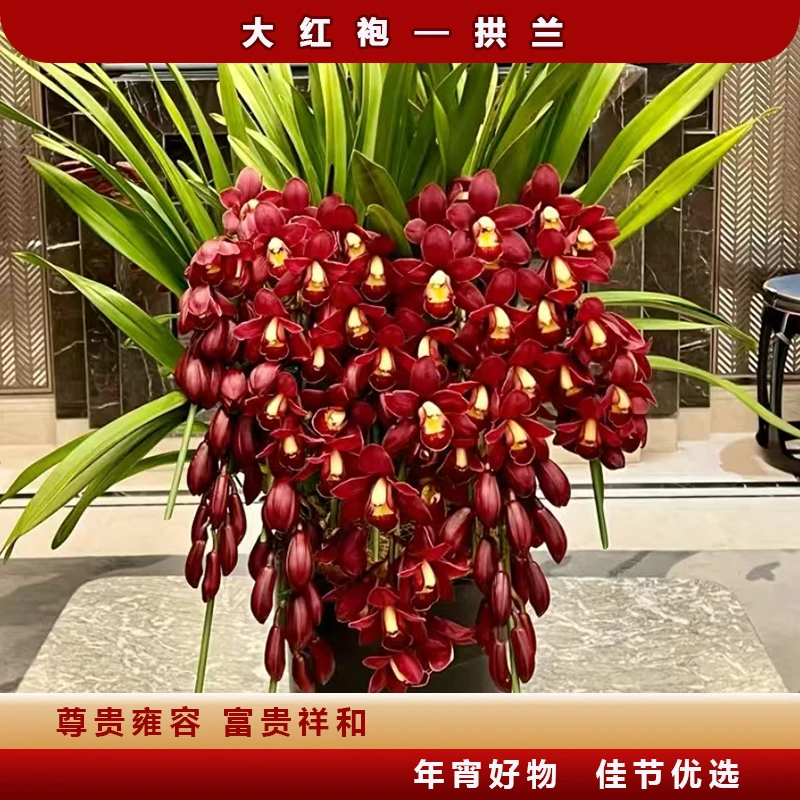 大红袍拱兰 红色大花惠兰基地直发 老桩室内绿植年宵花8枝剑起发