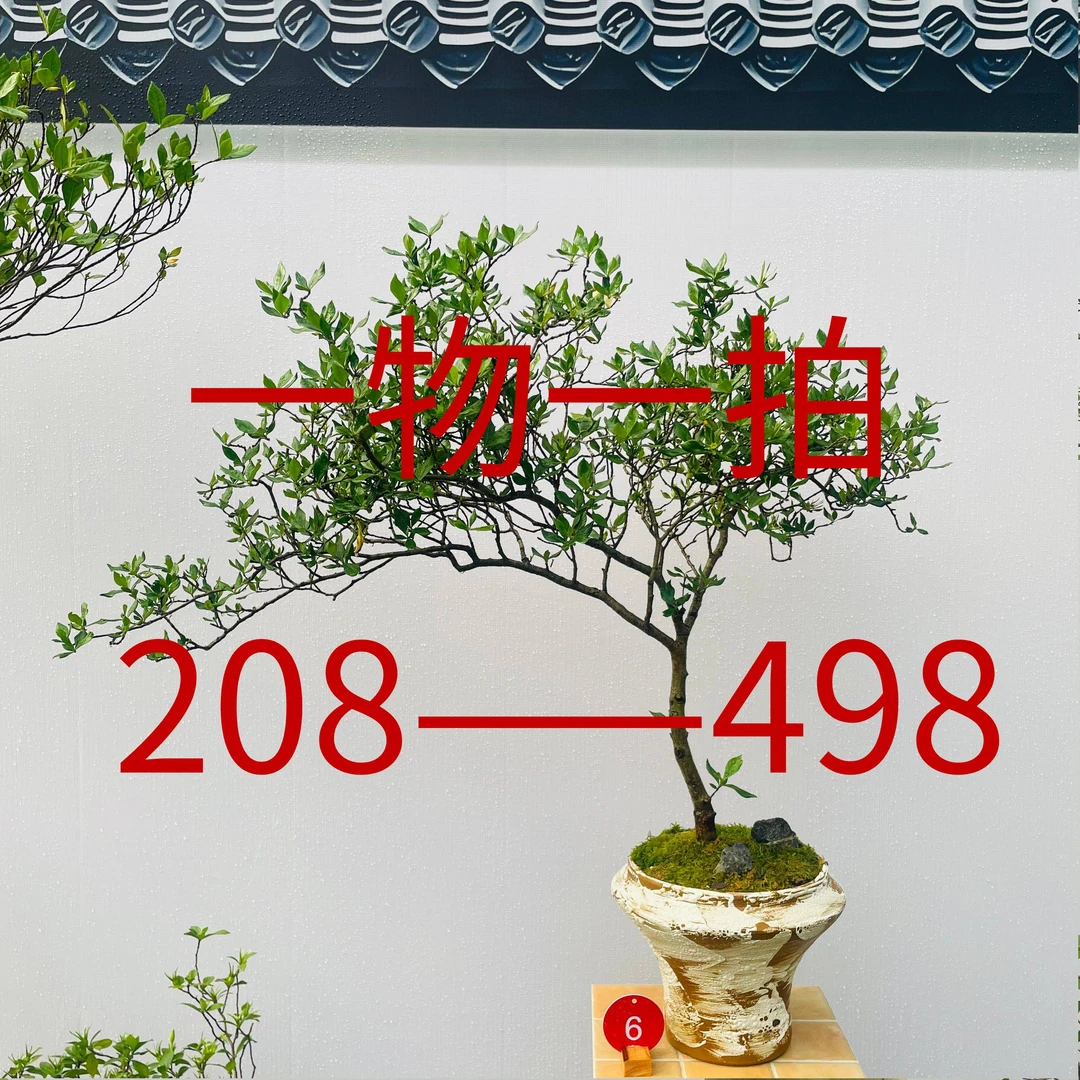 一物一拍海岛桩栀子花春花海岛绿植