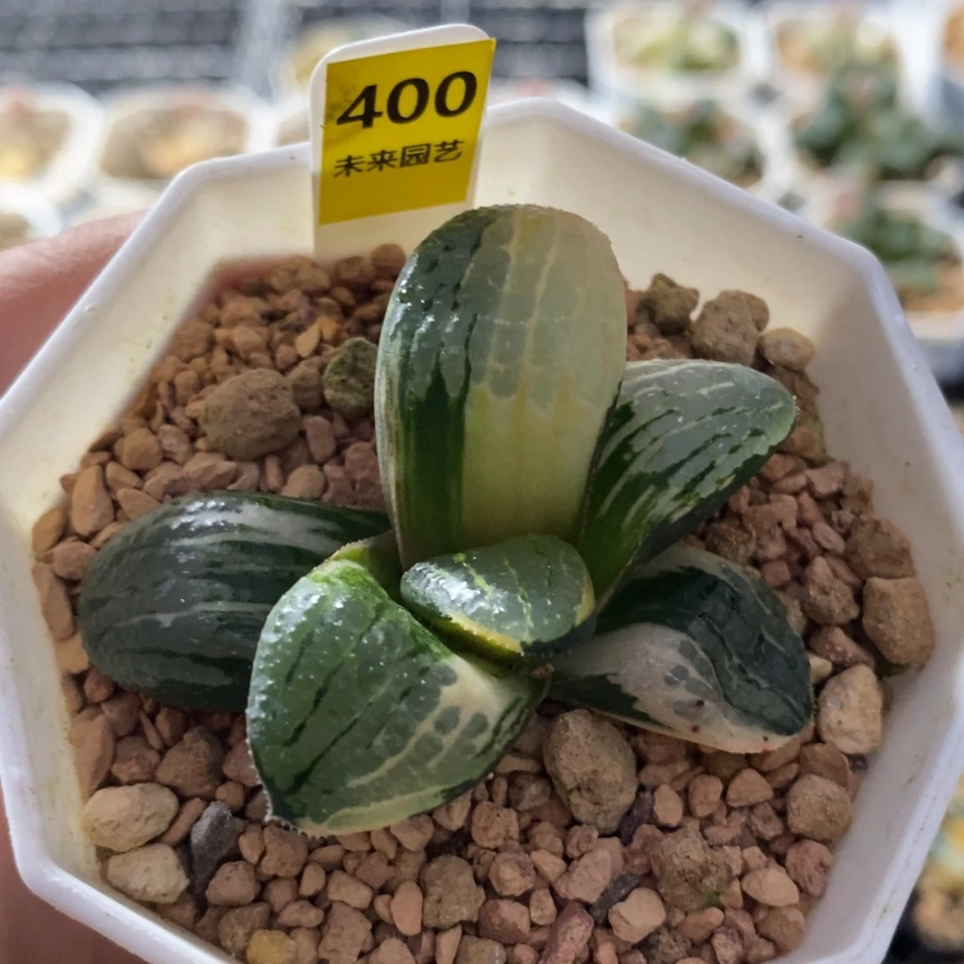 400史扑寿锦一物一图